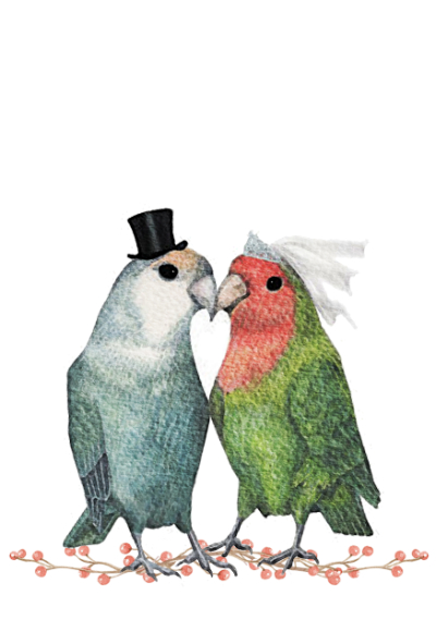 Попугаи тоже женятся